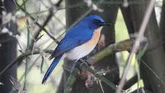 పక్షుల కిలకిలరావాలతో పులకరించిన పాఖాల సరస్సు