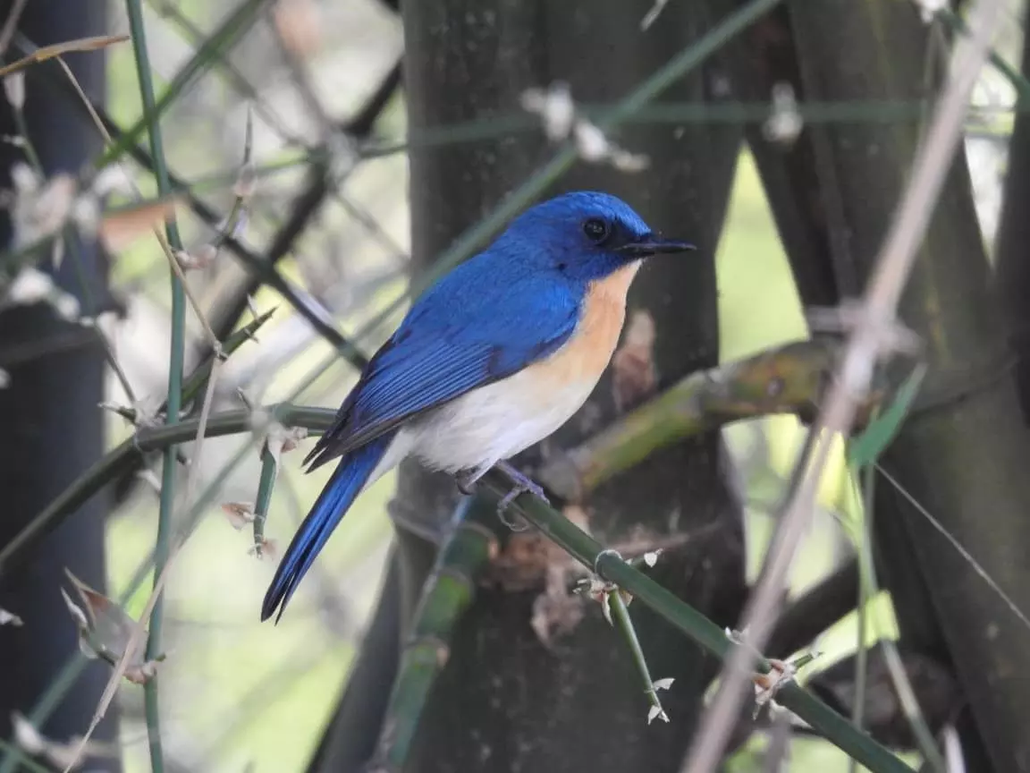 పక్షుల కిలకిలరావాలతో పులకరించిన పాఖాల సరస్సు పక్షుల కిలకిలరావాలతో పులకరించిన పాఖాల సరస్సు