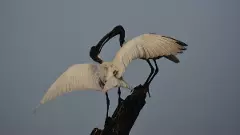 నెహ్రూ జూలో రెక్కల రహస్యం: 70 రకాల పక్షులు