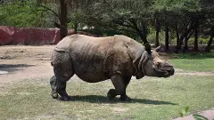 పాకెట్ మనీతో ఖడ్గమృగం దత్తత : పాఠశాల పిల్లల గొప్ప మనసు