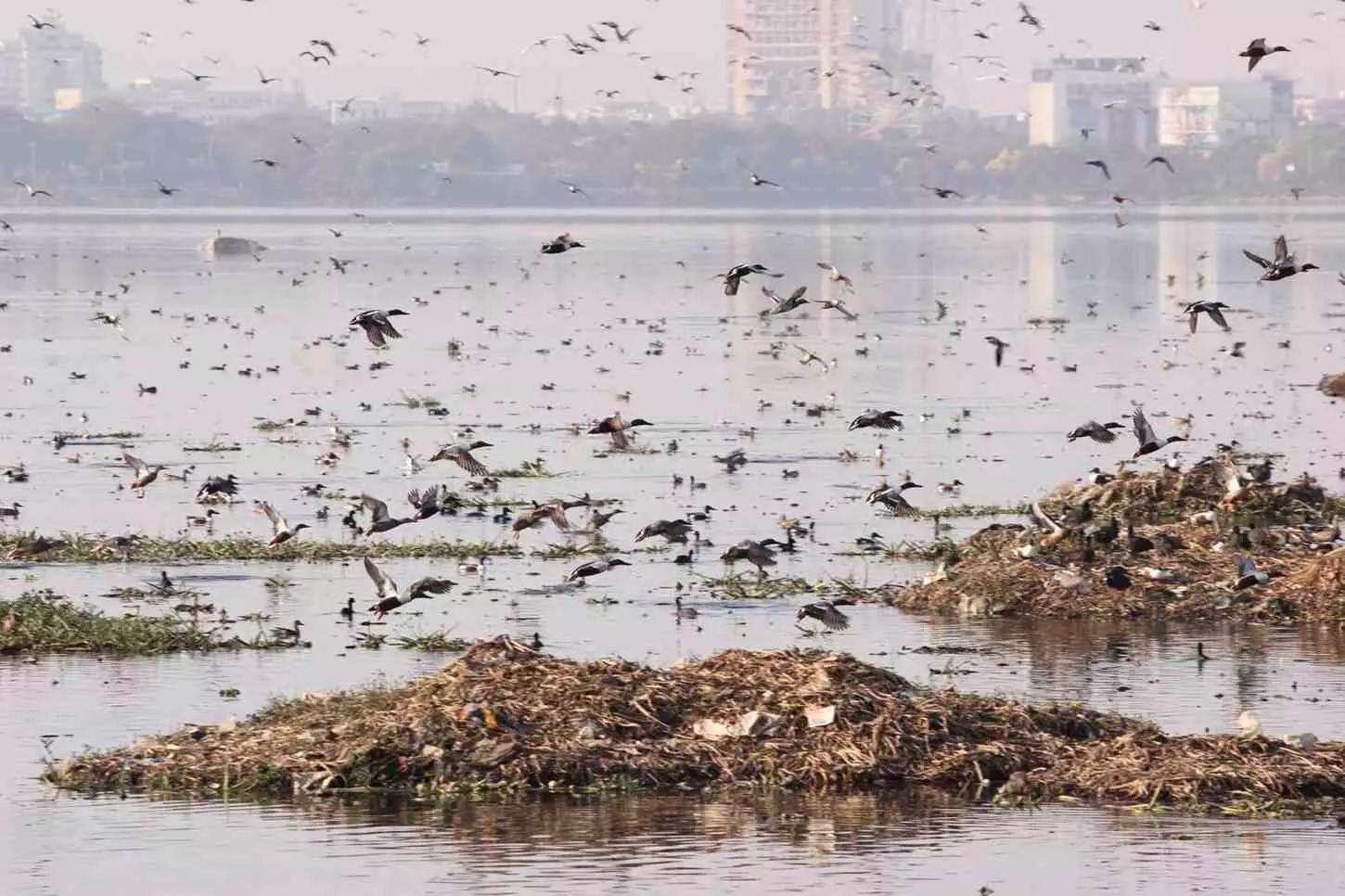 కాలుష్యకాసారంగా హుసేన్‌ సాగర్:  సందర్శకులు ముక్కుమూసుకోవాల్సిందే!
