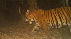 అటవీశాఖకు సవాల్: పులిని పట్టుకునేందుకు ప్రత్యేక బృందాల యత్నాలు