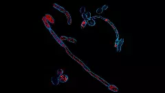 ఫంగస్‌ను ప్రాణాంతకంగా మార్చేది ఇదే !