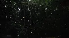 తెలంగాణలో అంతరిస్తున్న ‘వెలుతురు పూలు’