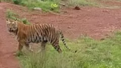 మూడు జిల్లాల్లో పులి సంచారం: 25 రోజుల్లో 15కి పైగా పశువుల మృతి