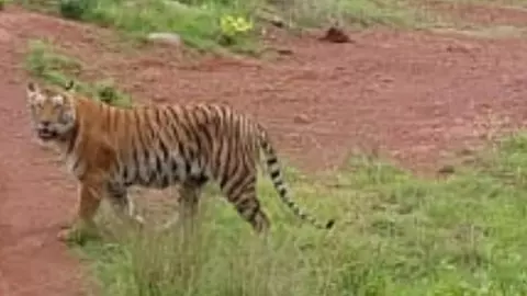 మూడు జిల్లాల్లో పులి సంచారం: 25 రోజుల్లో 15కి పైగా పశువుల మృతి