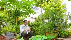 మిద్దెతోటలకు బహుమానం... దరఖాస్తు చేయండి