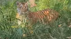 వనం వదిలి జనంలోకి వస్తున్న పులులు, చిరుతలు