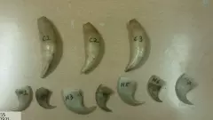 కేరళ నుంచి హైదరాబాద్‌కు పులి దంతాలు,గోర్ల స్మగ్లింగ్