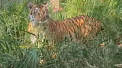 వనం వదిలి జనంలోకి వస్తున్న పులులు, చిరుతలు