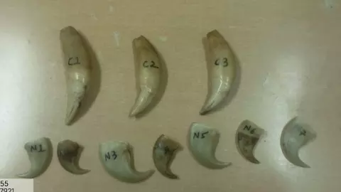 కేరళ నుంచి హైదరాబాద్‌కు పులి దంతాలు,గోర్ల స్మగ్లింగ్