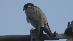 320 కిలోమీటర్ల వేగంతో తెలంగాణ అడివిలోకి  దూసుకొచ్చిన అరుదైన పక్షి