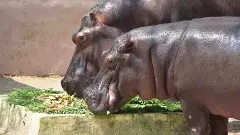 నీటి గుర్రాలకు 5 కిలోల కేక్ : జూపార్క్‌లో హిప్పోలకు ప్రత్యేక ఫీడ్