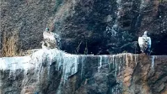 కర్ణాటక: రామనగరలో కనిపించిన ‘‘పిల్ల రాబందులు’’ కర్ణాటక: రామనగరలో కనిపించిన ‘‘పిల్ల రాబందులు’’