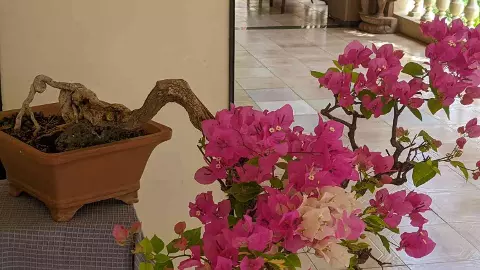 హైదరాబాద్ ఫ్రండ్స్ బోన్సాయ్ సొసైటీ 40 ఏళ్ల విజయోత్సవం