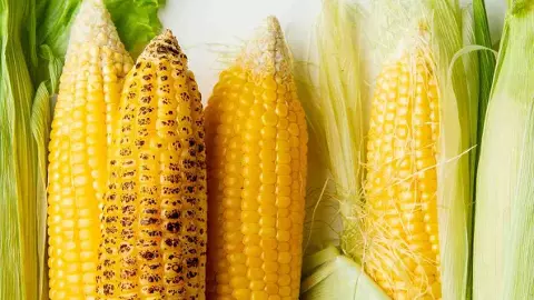 అమెరికా మక్కతో తెలంగాణ రైతులకు ఇక్కట్లు తప్పవా? అమెరికా మక్కతో తెలంగాణ రైతులకు ఇక్కట్లు తప్పవా?