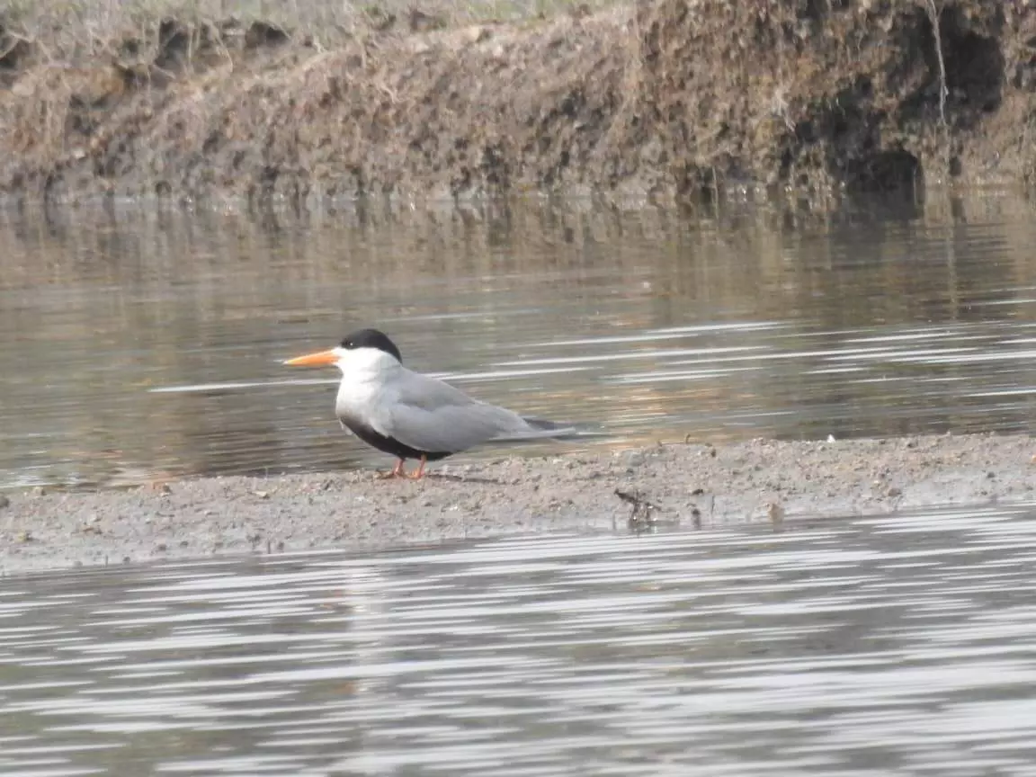 అంతరించిపోతున్న పక్షి కవ్వాల్ సరస్సుల్లో మళ్లీ ప్రత్యక్షం