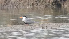 అంతరించిపోతున్న పక్షి కవ్వాల్ సరస్సుల్లో మళ్లీ ప్రత్యక్షం