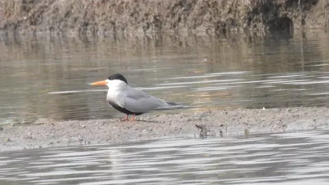 అంతరించిపోతున్న పక్షి కవ్వాల్ సరస్సుల్లో మళ్లీ ప్రత్యక్షం