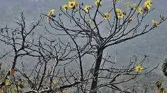 అడవి గోగు మందహాసం...