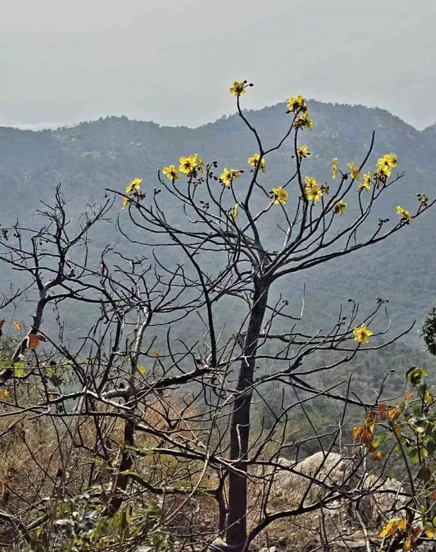 అడవి గోగు మందహాసం... అడవి గోగు మందహాసం...