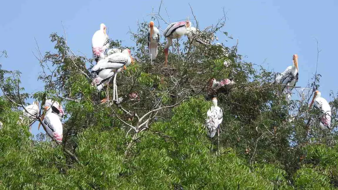సైబేరియా టు తెలంగాణ సరస్సులకు : సంతానోత్పత్తి కోసం కొంగల వలస