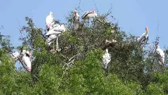 సైబేరియా టు తెలంగాణ సరస్సులకు : సంతానోత్పత్తి కోసం కొంగల వలస