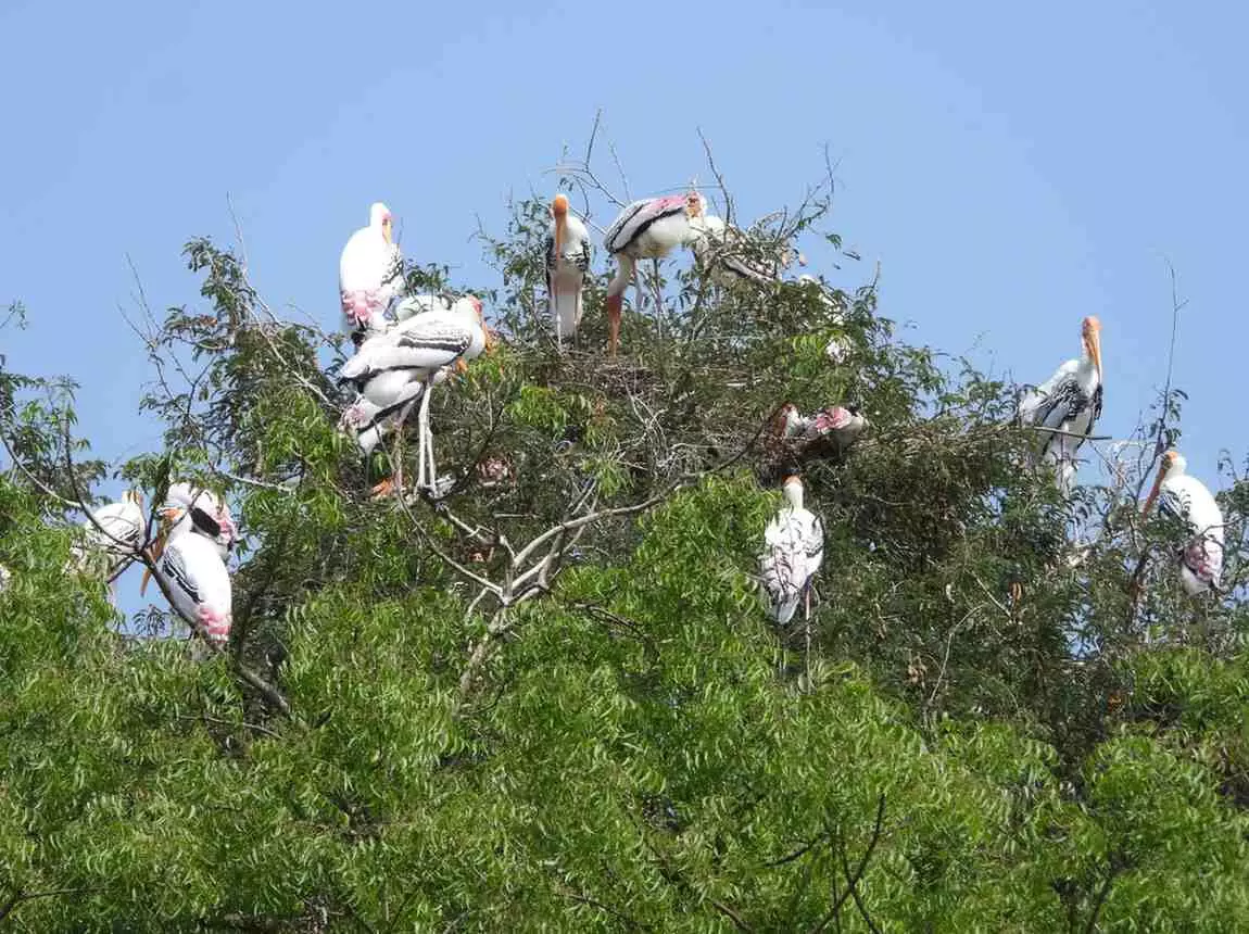 సైబేరియా టు తెలంగాణ సరస్సులకు : సంతానోత్పత్తి కోసం కొంగల వలస సైబేరియా టు తెలంగాణ సరస్సులకు : సంతానోత్పత్తి కోసం కొంగల వలస