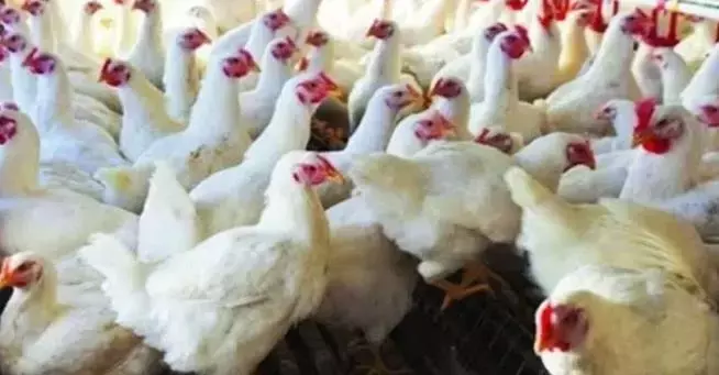 ‘తెలంగాణ పౌల్ట్రీ పై సౌదీ నిషేధ ప్రభావం ఉండదు’ ‘తెలంగాణ పౌల్ట్రీ పై సౌదీ నిషేధ ప్రభావం ఉండదు’