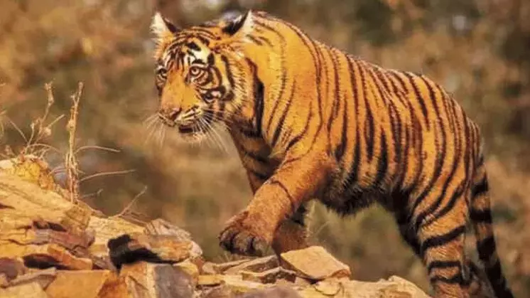 జగిత్యాల అడవుల్లో తోడు వెతుక్కుంటున్న పెద్దపులి