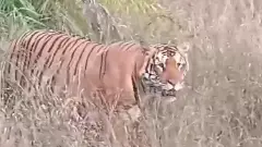 మూడు నెలల్లో 8 జిల్లాలు చుట్టేసిన పులి: ఇప్పుడు ఆదిలాబాద్‌లో హల్‌చల్