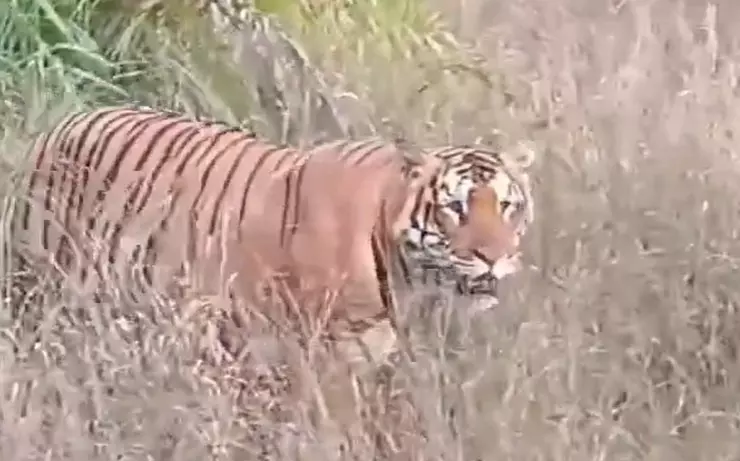 మూడు నెలల్లో 8 జిల్లాలు చుట్టేసిన పులి: ఇప్పుడు ఆదిలాబాద్లో హల్చల్ మూడు నెలల్లో 8 జిల్లాలు చుట్టేసిన పులి: ఇప్పుడు ఆదిలాబాద్లో హల్చల్