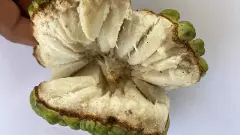 గోదావరి రైతుల తోటల్లో లక్షల మామిడి.. ఐస్‌క్రీమ్ కొబ్బరి