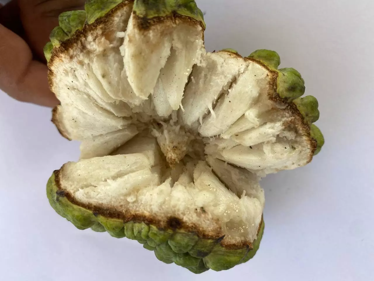 గోదావరి రైతుల తోటల్లో లక్షల మామిడి.. ఐస్క్రీమ్ కొబ్బరి గోదావరి రైతుల తోటల్లో లక్షల మామిడి.. ఐస్క్రీమ్ కొబ్బరి