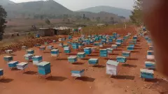 అరకు లోయలో తెేనెె ఉత్పత్తి ఎలా సాగుతుందంటే....