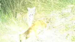 కొడిమ్యాలలో కలవరపెడుతున్న మహారాష్ట్ర పులి