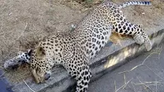 చిరుత హత్య మిస్టరీ ఛేదించిన ‘హంటర్’ జాగిలం