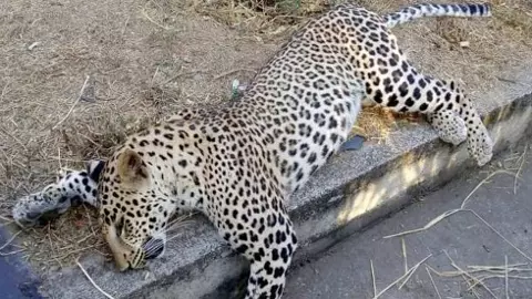 చిరుత హత్య మిస్టరీ ఛేదించిన ‘హంటర్’ జాగిలం