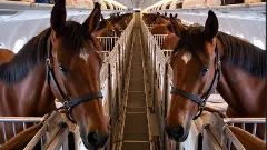 ప్రత్యేక విమానాల్లో గుర్రాలను విదేశాలకు పంపిన ఖతార్