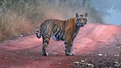 అటవీ గ్రామాల్లో ఆందోళన: పులి,చిరుతల సంచారంతో ప్రజల్లో భయాందోళనలు