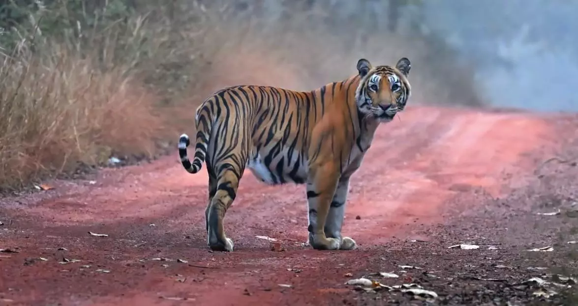 అటవీ గ్రామాల్లో ఆందోళన: పులి,చిరుతల సంచారంతో ప్రజల్లో భయాందోళనలు అటవీ గ్రామాల్లో ఆందోళన: పులి,చిరుతల సంచారంతో ప్రజల్లో భయాందోళనలు