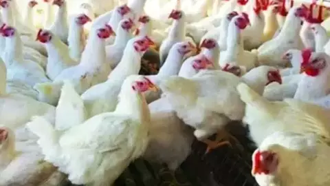 తెలంగాణలో ఏప్రిల్ 1 నుంచి చికెన్ షాపులు నుంచి బంద్?