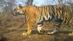 అమ్రాబాద్ టైగర్ రిజర్వ్‌లో పులుల గర్జన: 42కు చేరిన సంఖ్య