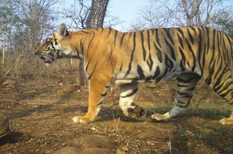 అమ్రాబాద్ టైగర్ రిజర్వ్లో పులుల గర్జన: 42కు చేరిన సంఖ్య అమ్రాబాద్ టైగర్ రిజర్వ్లో పులుల గర్జన: 42కు చేరిన సంఖ్య