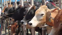 మద్రాస్ హైకోర్టు ఉత్తర్వులపై సుప్రీంకోర్టు స్టే మద్రాస్ హైకోర్టు ఉత్తర్వులపై సుప్రీంకోర్టు స్టే